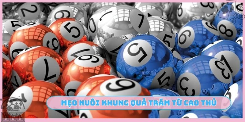 Mẹo nuôi khung quả trám từ cao thủ